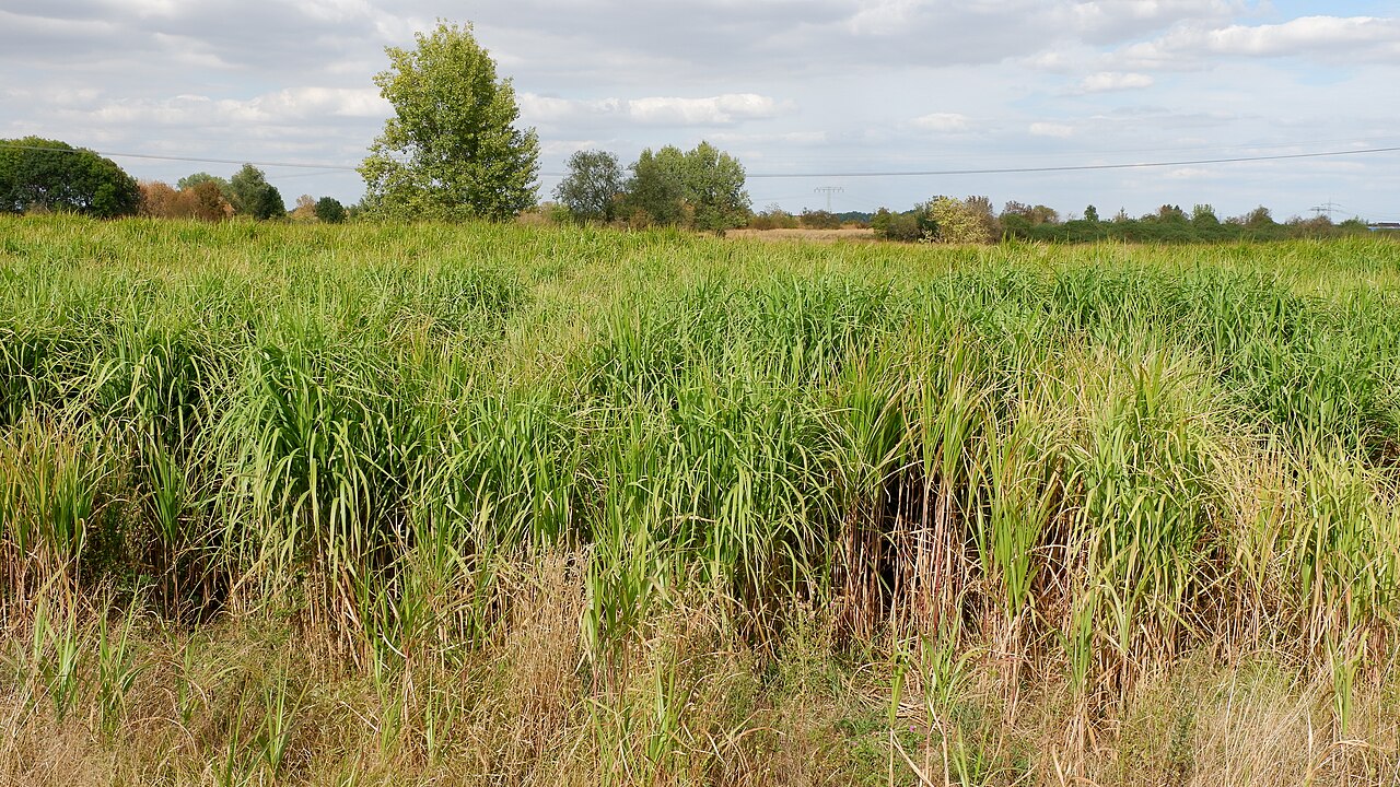 Miscanthus longiberbis: Riesen-Chinaschilf