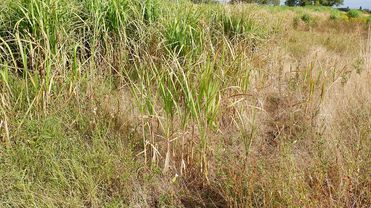 Miscanthus longiberbis: Riesen-Chinaschilf