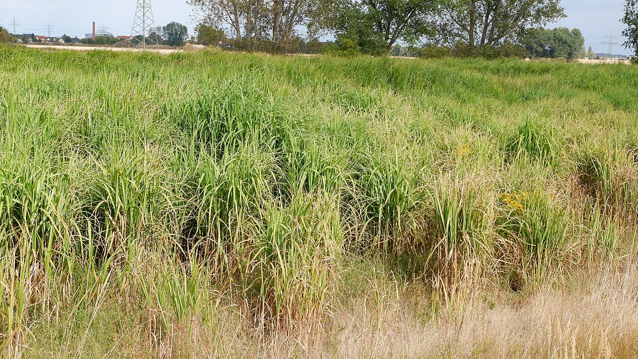Miscanthus longiberbis: Riesen-Chinaschilf