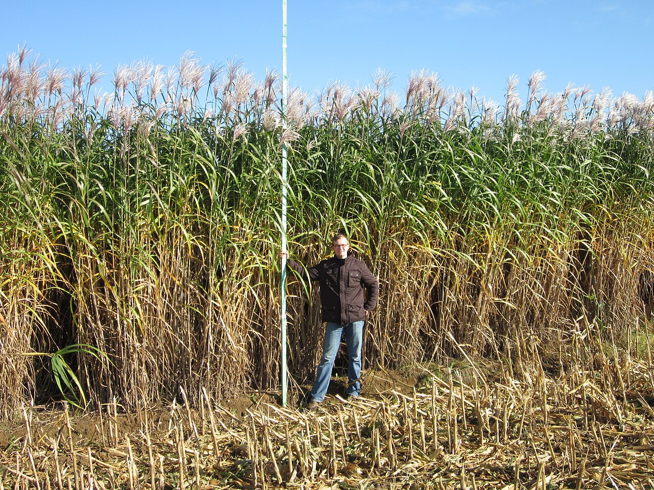 Miscanthus longiberbis: Miscanthus x Gigantheus auf einem Feld bei Firma Sieverdingbeck in NRW