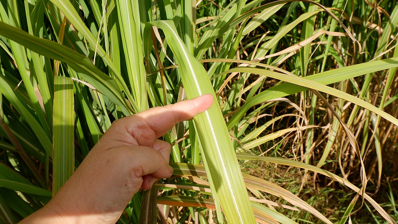 Miscanthus longiberbis: Riesen-Chinaschilf ( Miscanthus giganteus ), Blattunterseite mit Haaren