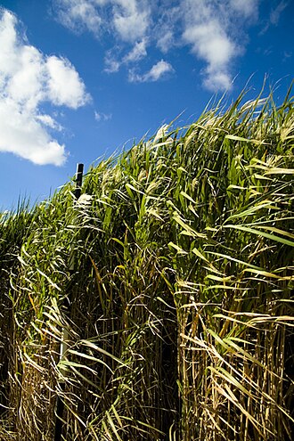 Miscanthus longiberbis (Miscanthus longiberbis)