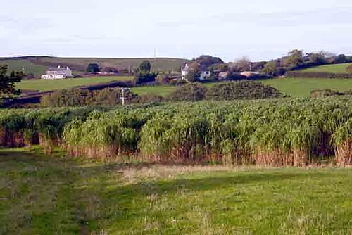 Miscanthus longiberbis: A trial crop of the energy crop Miscanthus x giganteus near Great Torrington photographed in 2005.