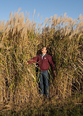 Miscanthus longiberbis: Miscanthus x giganteus variety "Freedom." Two-year old stand. Dr. Brian Baldwin of Mississippi State University developed the variety and is pictured.