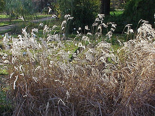 Small Japanese Silver grass: Species : Miscanthus oligostachyus Family : Poaceae Image No. 3