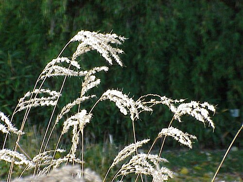 Small Japanese Silver grass: Species : Miscanthus oligostachyus Family : Poaceae Image No. 5