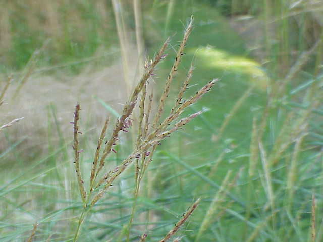 Small Japanese Silver grass: Species : Miscanthus oligostachyus Family : Poaceae Image No. 1