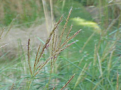 Small Japanese Silver grass: Species : Miscanthus oligostachyus Family : Poaceae Image No. 1