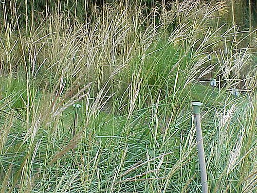 Small Japanese Silver grass: Species : Miscanthus oligostachyus Family : Poaceae Image No. 2