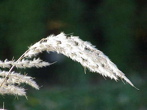 Small Japanese Silver grass: Species : Miscanthus oligostachyus Family : Poaceae Image No. 4