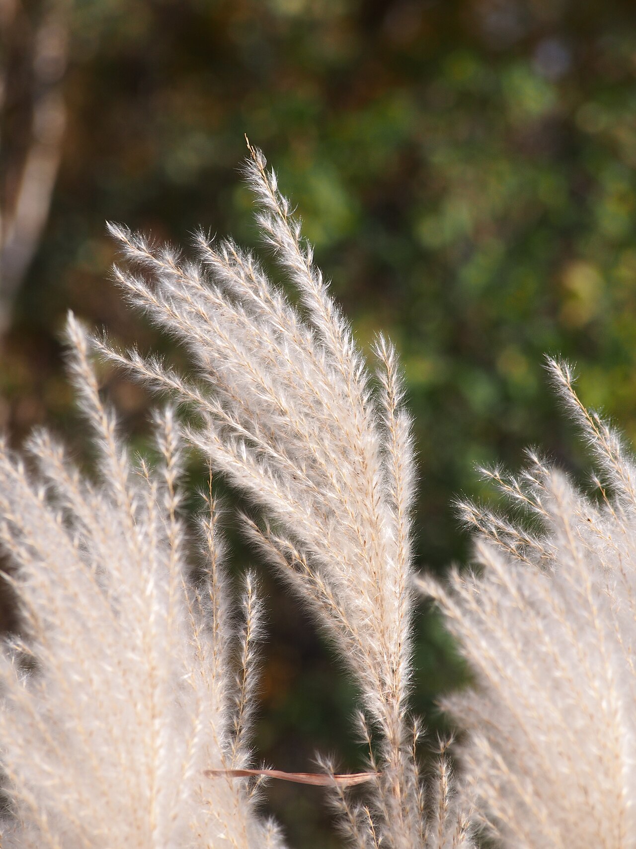 Amur silvergrass: Miskant cukrowy ( Miscanthus sacchariflorus ), okaz uprawiany. Ogród Botaniczny UWr, Wrocław, Polska.