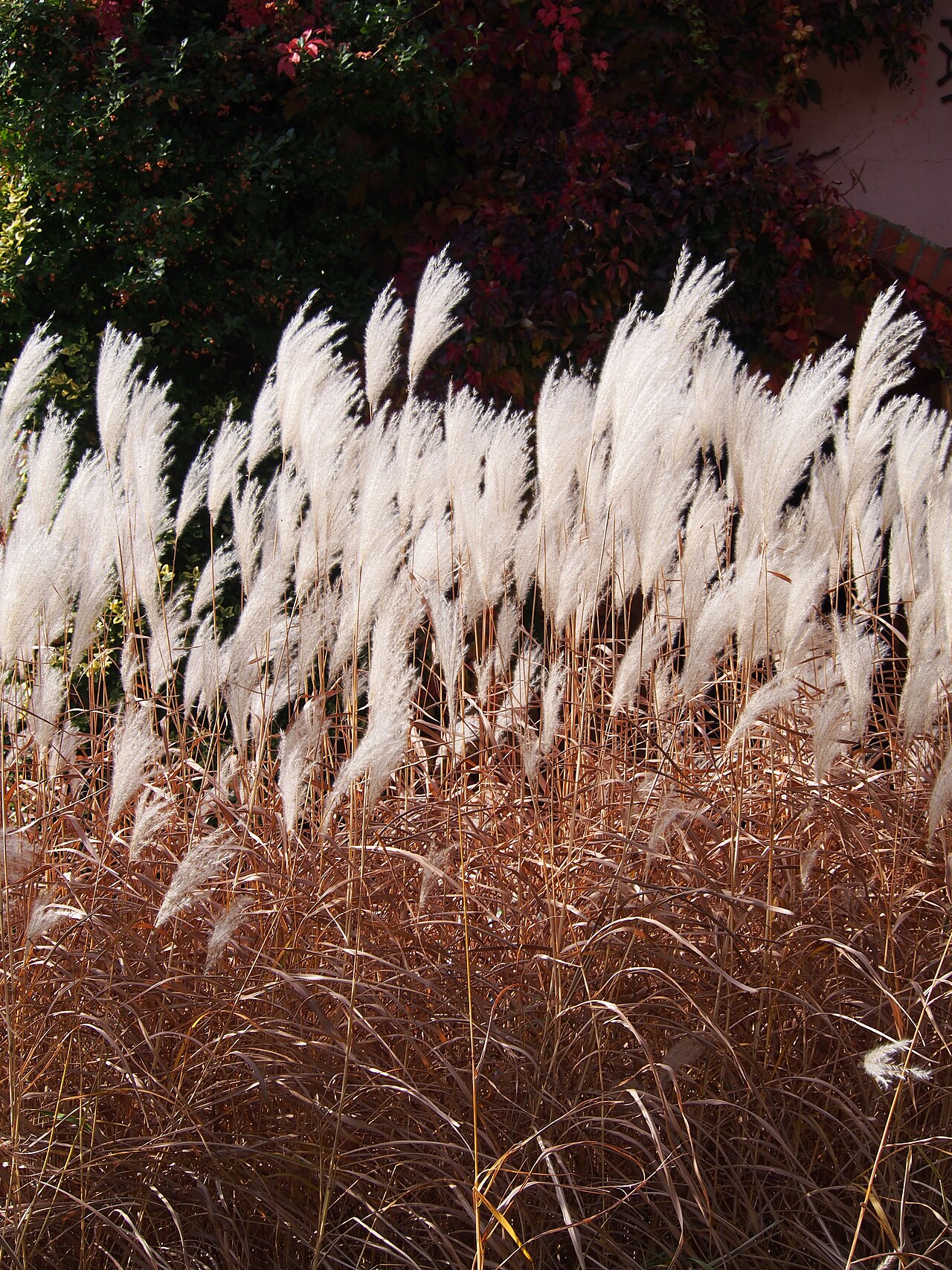 Amur silvergrass: Miskant cukrowy ( Miscanthus sacchariflorus ), okaz uprawiany. Ogród Botaniczny UWr, Wrocław, Polska.