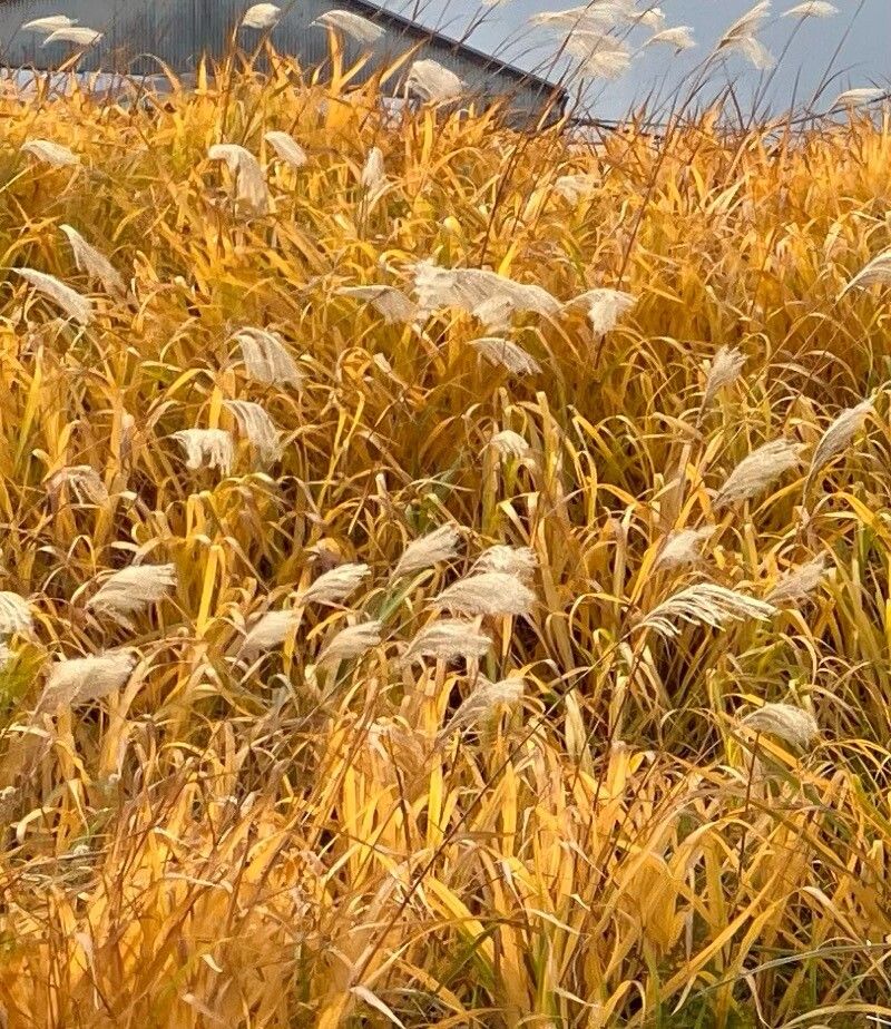 Amur silvergrass (Miscanthus sacchariflorus)