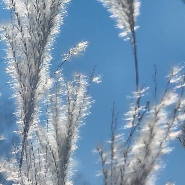 Amur silvergrass (Miscanthus sacchariflorus)