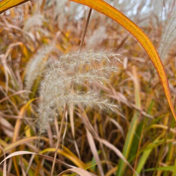 Amur silvergrass (Miscanthus sacchariflorus)
