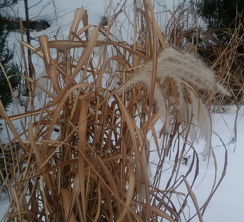 Amur silvergrass (Miscanthus sacchariflorus)