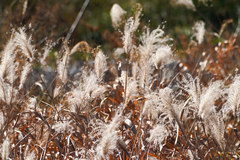 Amur silvergrass (Miscanthus sacchariflorus)