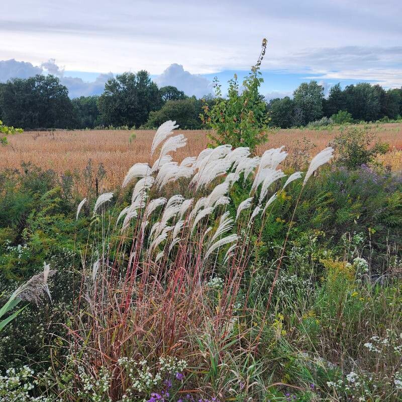 Amur silvergrass (Miscanthus sacchariflorus)