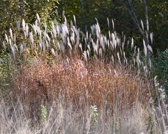 Amur silvergrass (Miscanthus sacchariflorus)