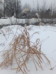 Amur silvergrass (Miscanthus sacchariflorus)