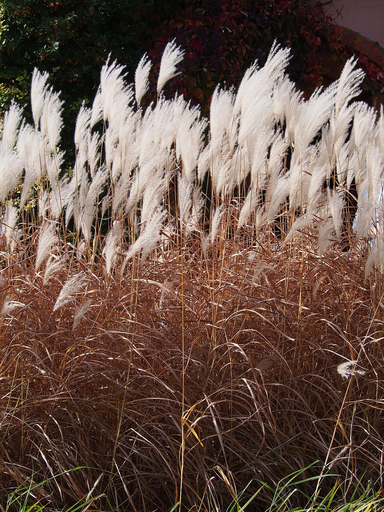 Amur silvergrass: Miskant cukrowy ( Miscanthus sacchariflorus ), okaz uprawiany. Ogród Botaniczny UWr, Wrocław, Polska.