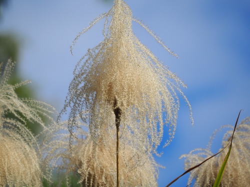 Chinese silvergrass (Miscanthus sinensis)