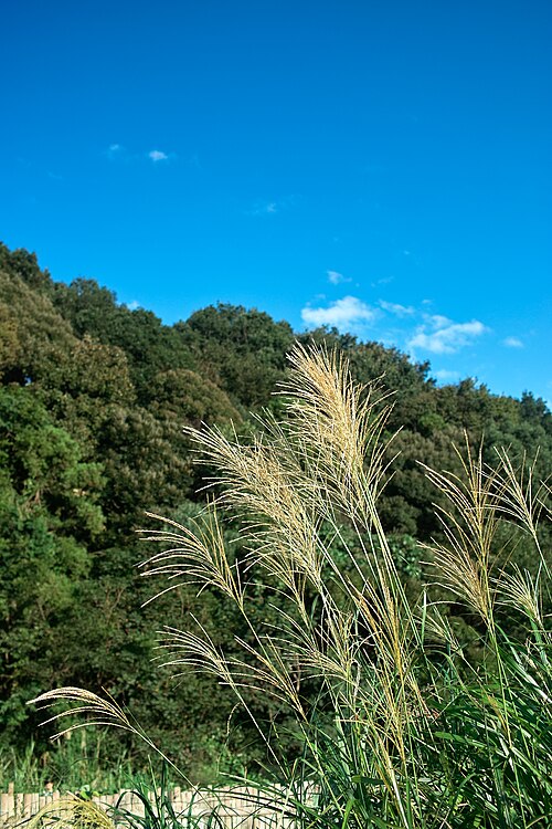 Chinese silvergrass: もうそろそろ秋ですね……