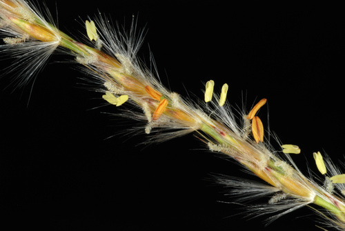 Chinese silvergrass (Miscanthus sinensis)