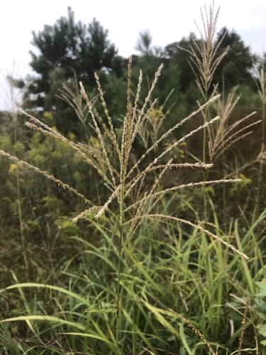 Chinese silvergrass (Miscanthus sinensis)