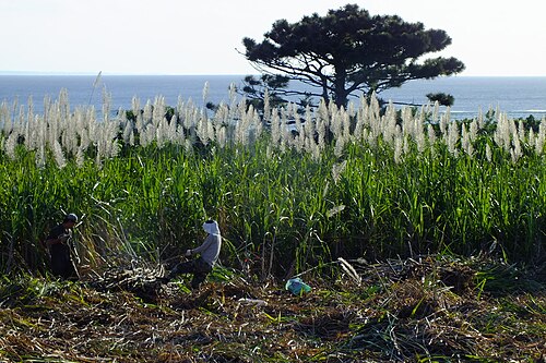Chinese silvergrass: 2017-01-26 Pinus luchuensis＆Miscanthus sinensis,Iriomotejima 西表島南風見の琉球松とススキ