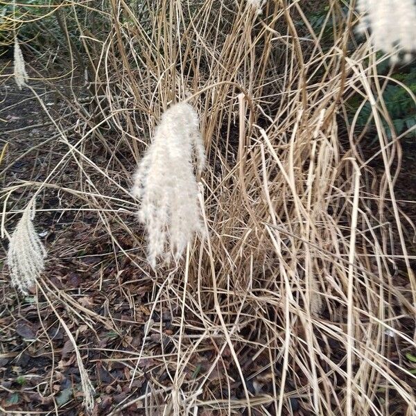 Chinese silvergrass (Miscanthus sinensis)
