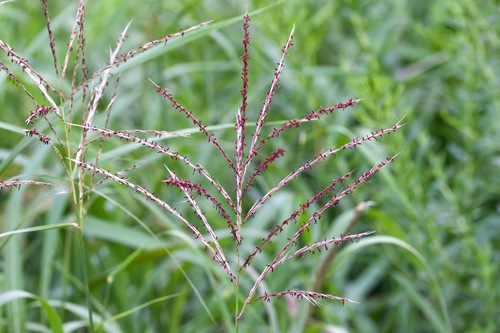 Chinese silvergrass (Miscanthus sinensis)