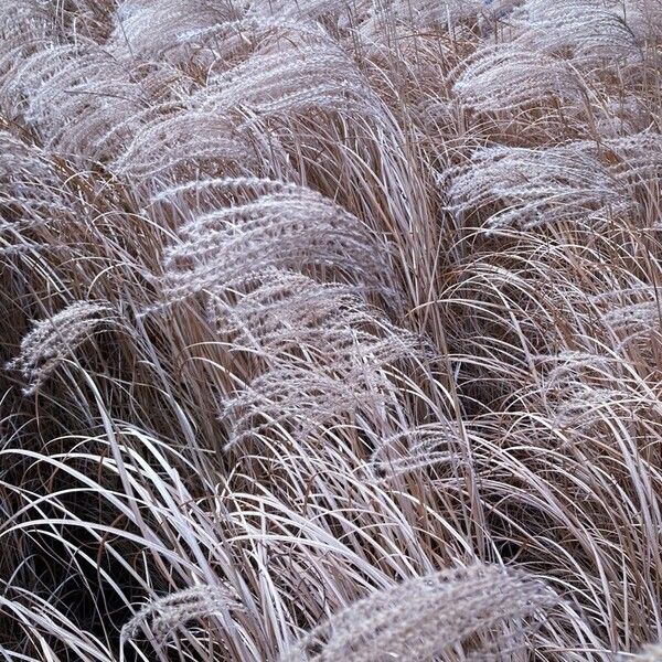 Chinese silvergrass (Miscanthus sinensis)