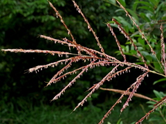 Chinese silvergrass (Miscanthus sinensis)