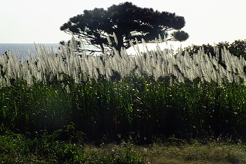 Chinese silvergrass: 2017-01-26 Pinus luchuensis＆Miscanthus sinensis,Iriomotejima