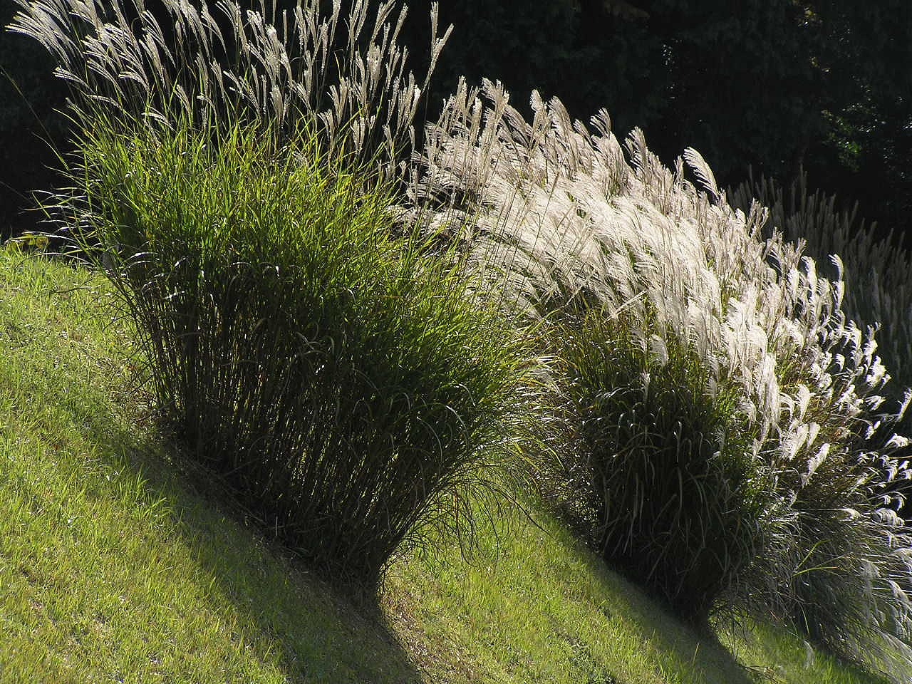 Chinese silvergrass: Japanese pampas grass
