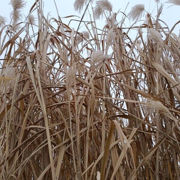Chinese silvergrass (Miscanthus sinensis)