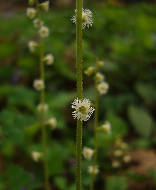 Twoleaf miterwort: Twoleaf Miterwort, Mitella diphylla, take at the Botanical Gardens at Asheville, Asheville, NC with permission.