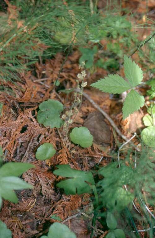 Naked miterwort: Mitella_nuda_1-eheep