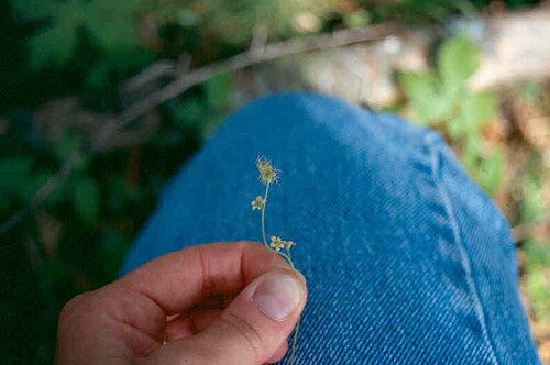 Naked miterwort: Mitella_nuda_2-eheep