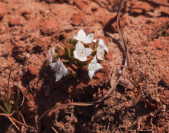 Mitrasacme epigaea (Mitrasacme epigaea)