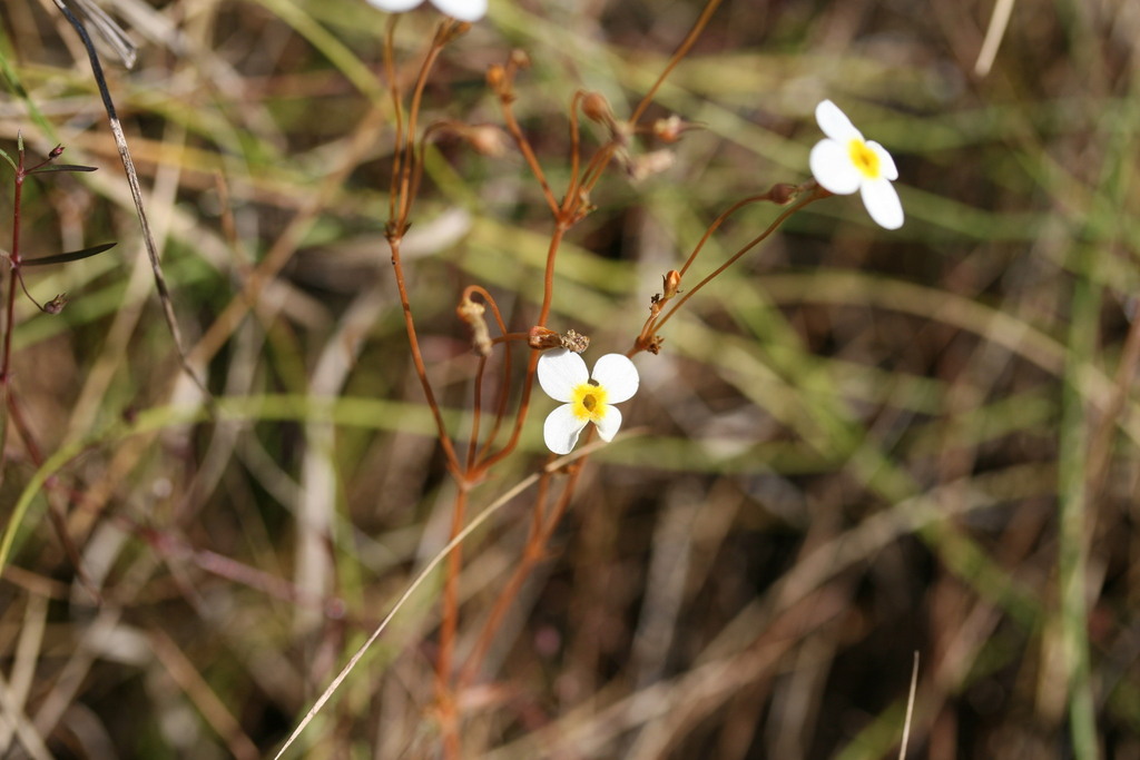 Mitrasacme galbina (Mitrasacme galbina)
