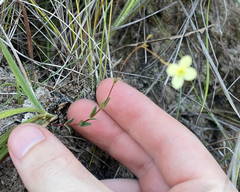 Mitrasacme laevis (Mitrasacme laevis)