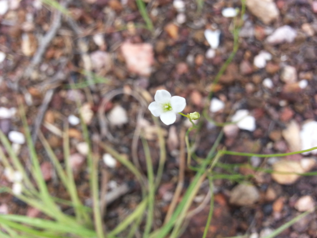 Mitrasacme latiflora (Mitrasacme latiflora)