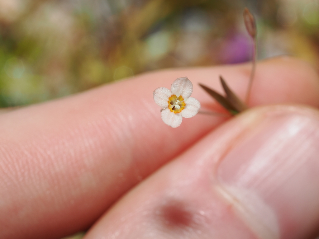 Mitrasacme multicaulis (Mitrasacme multicaulis)