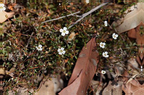 Mitrasacme polymorpha: Mitre Weed - Mitrasacme polymorpha