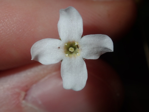 Mitrasacme polymorpha (Mitrasacme polymorpha)