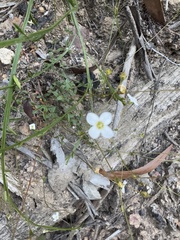 Mitrasacme polymorpha (Mitrasacme polymorpha)