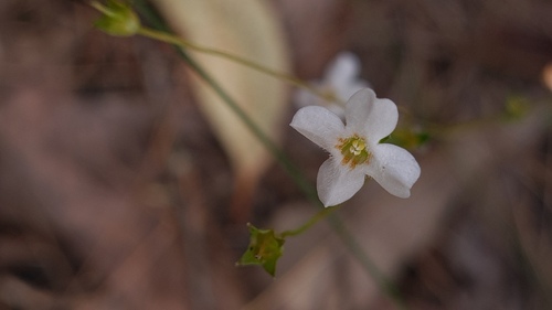 Mitrasacme polymorpha (Mitrasacme polymorpha)