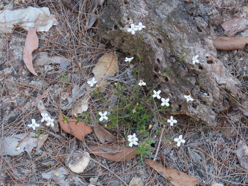Mitrasacme polymorpha (Mitrasacme polymorpha)